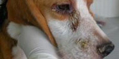 Matan perros en Santo Tomé creyendo que tienen leishmaniasis