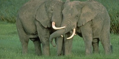Se estudia el lenguaje secreto de los elefantes