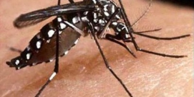 Continúan los trabajos de relevamiento vectorial del Aedes Aegypti